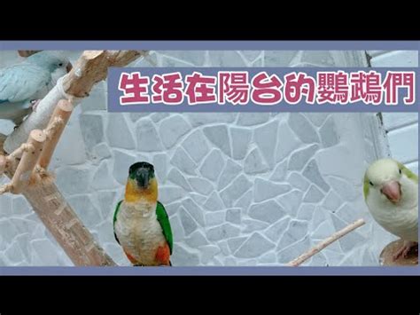 陽台養鳥風水|陽台風水全攻略：避免前後陽台8大擺設禁忌，遠離這些常見錯誤